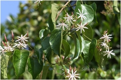 Jasminum malabaricum